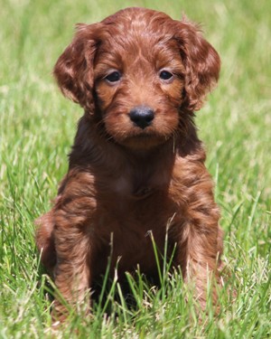 irish goldendoodle mini puppies miniature puppy dark goldendoodles maintain coloring age